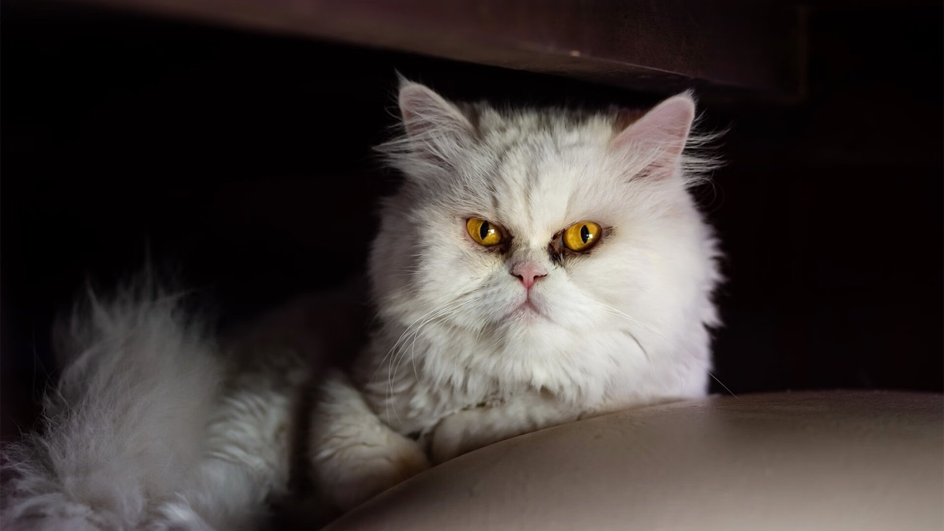 国务院办公厅印发《关于以冰雪运动高质量发展激发冰雪经济活力的若干意见》。