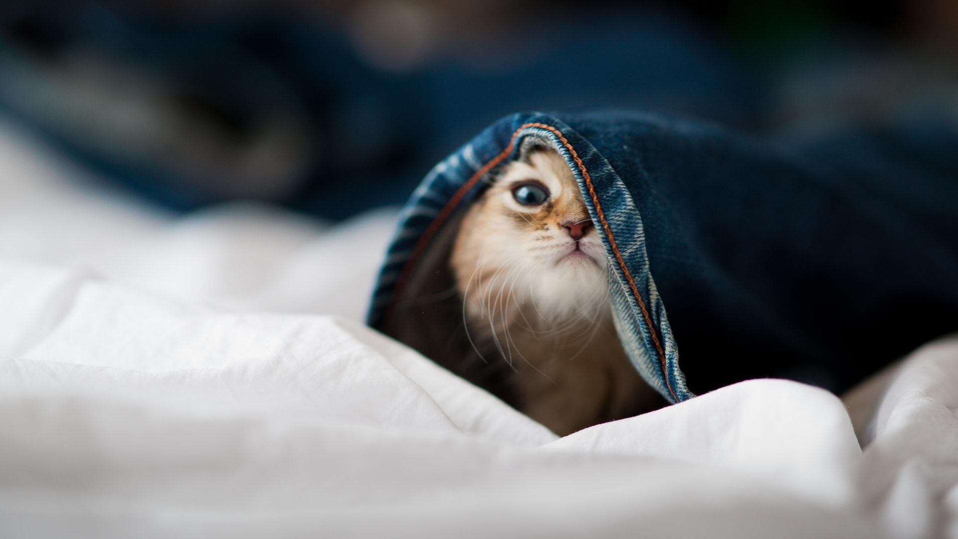 新华社评选出2024年中国体育十大新闻，强调全民健身和全民健康深度融合