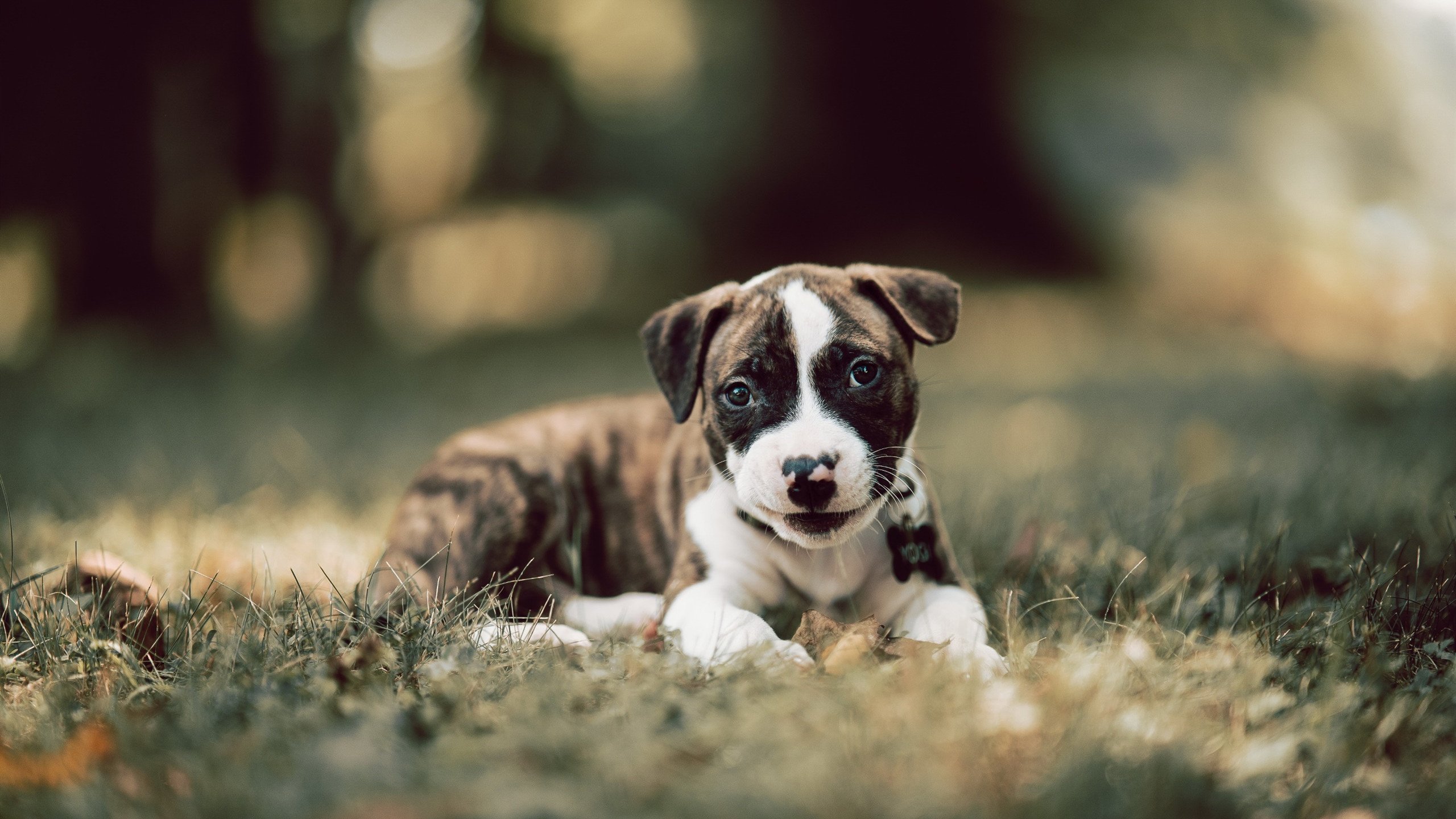 九游下载官网-全国青少年“篮球科学”知识普及会在北京启动，强化理论基础，2021全国青少年篮球邀请赛