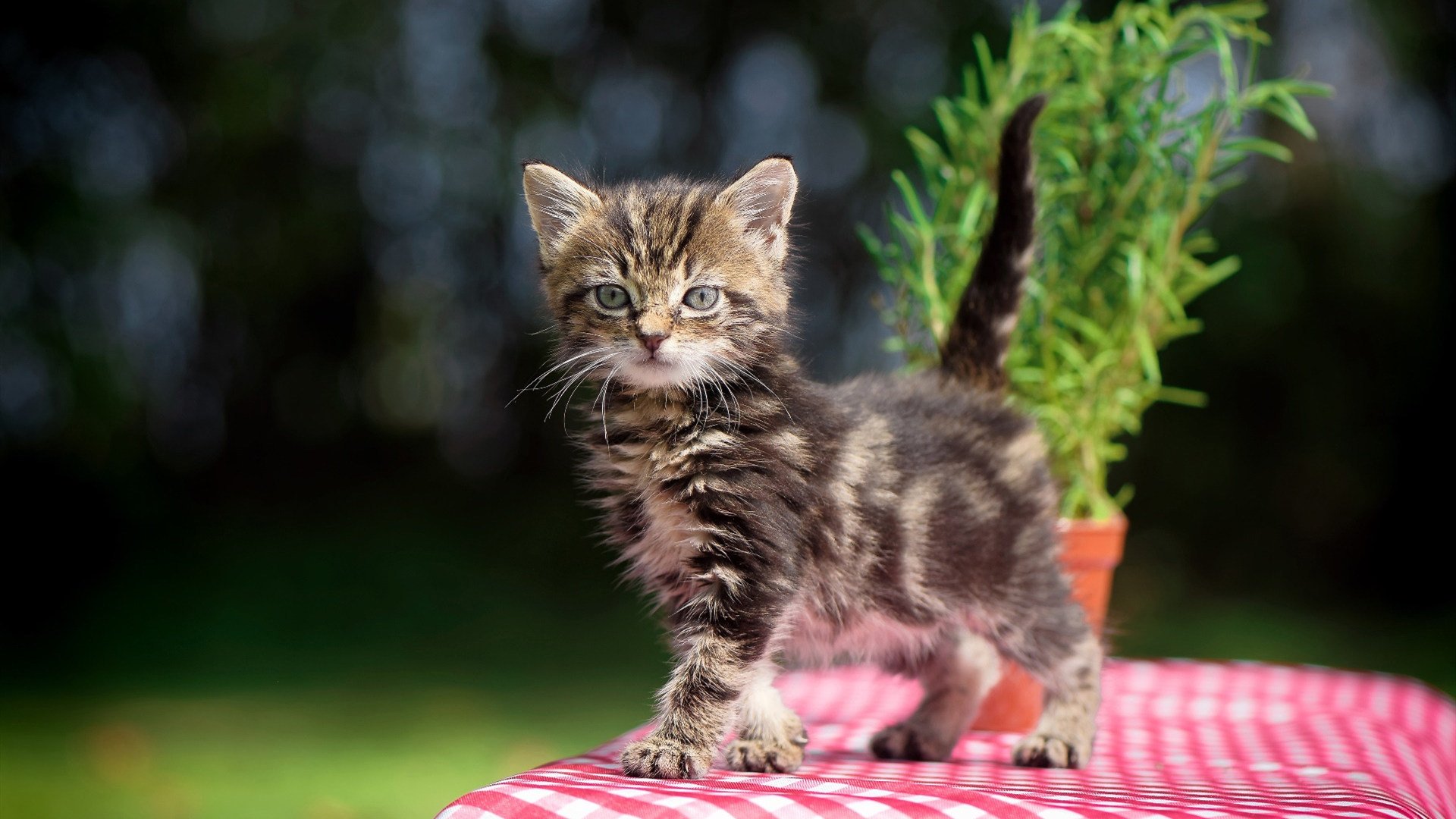 史上最“爆炸”灌篮合集:谁的动作最震撼?,灌篮高手暴扣